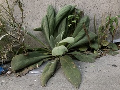 Verbascum thapsus