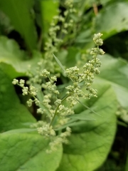 Polygonoideae