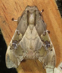 Parathyris griseata