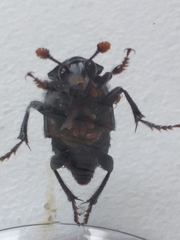 Gamasus crassipes