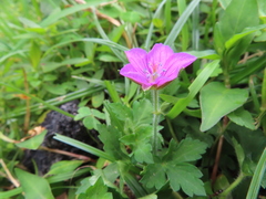 Geranium nepalense thunbergii