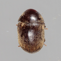 Mesocoelopodinae