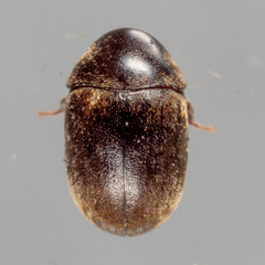Mesocoelopodinae