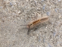 Dasychira chekiangensis