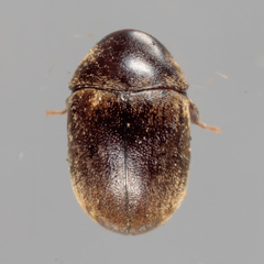 Mesocoelopodinae