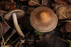 Psathyrella spadiceogrisea