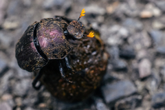 Paragymnopleurus sinuatus
