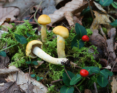 Cortinarius lewisii