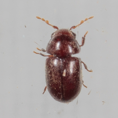 Mesocoelopodinae