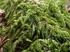 Hypnum cupressiforme cupressiforme