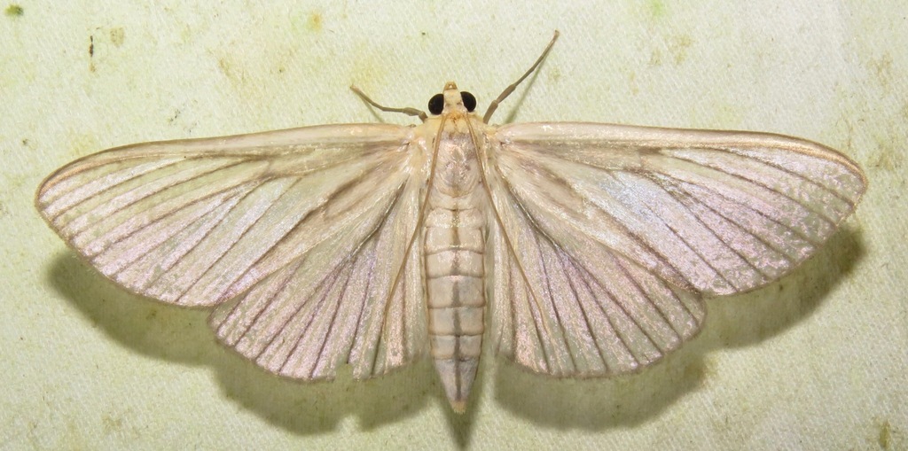 Cirrhocephalina