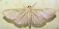 Cirrhocephalina evanidalis
