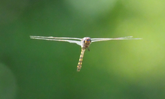 Hemicordulia africana