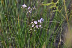 Dontostemon integrifolius