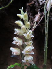 Goodyera foliosa