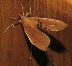 Anarmodia