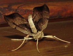 Anarmodia