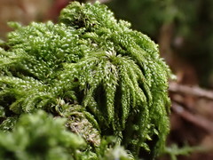 Hypnum cupressiforme cupressiforme