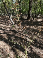 Scrophularia scopolii