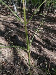 Scrophularia scopolii