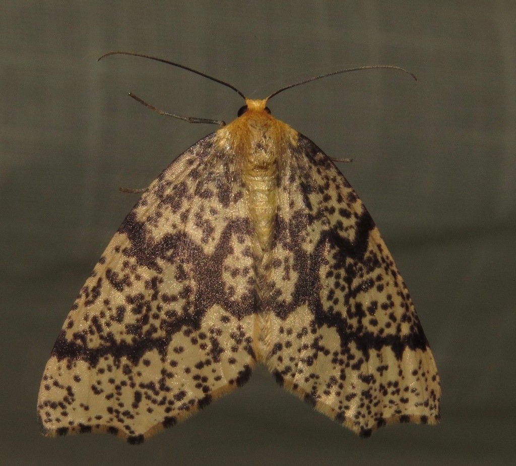 Hylaea pardiria