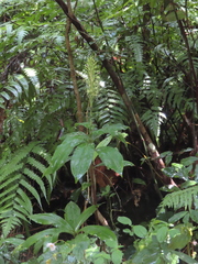 Habenaria pantlingiana