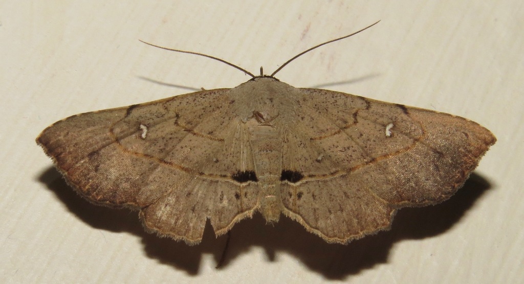 Renodes curviluna