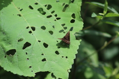 Pellicia