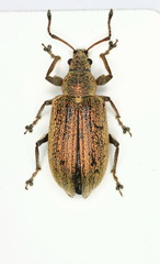 Phyllobius pyri