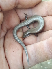 Chalcides bedriagai