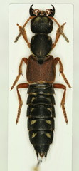 Staphylinus dimidiaticornis