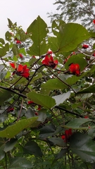 Erythrina breviflora