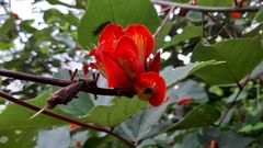 Erythrina breviflora