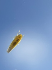 Zygina hyperici