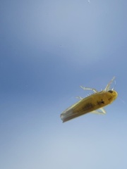 Zygina hyperici
