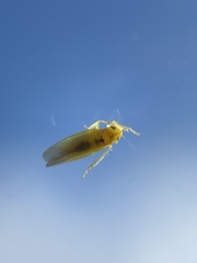 Zygina hyperici