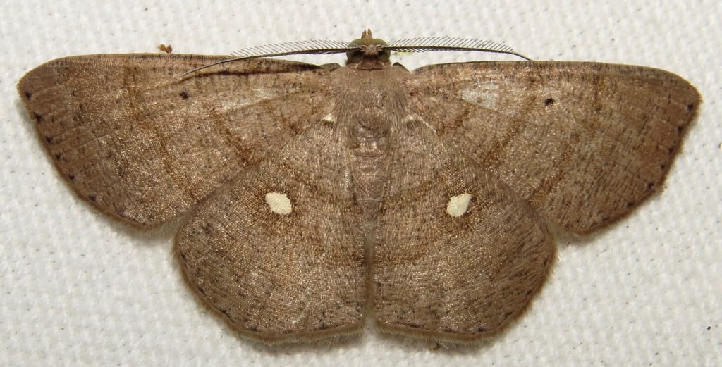 Parilexia cermala