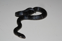 Atractus latifrons