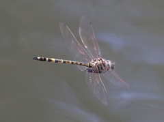 Hemicordulia intermedia