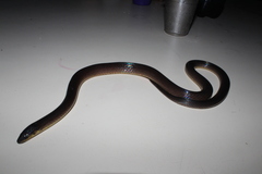 Atractus torquatus