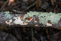 Scytinostroma artocreas