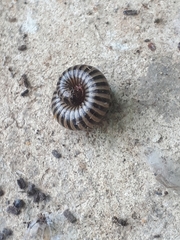 Ommatoiulus lusitanus