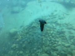 Juga plicifera