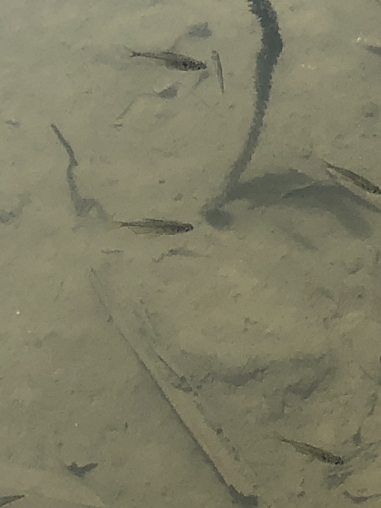 Yellow tetra (Hyphessobrycon bifasciatus) — Characidae