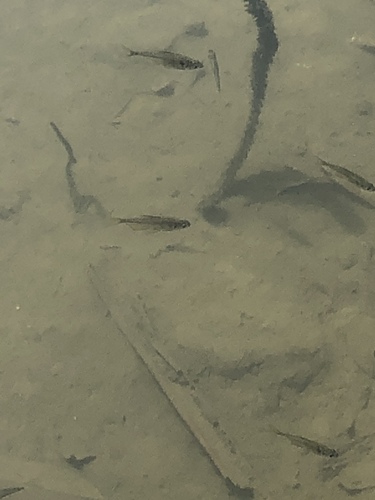 Yellow tetra (Hyphessobrycon bifasciatus) — Characidae