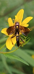 Agathilla bradleyi