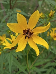 Agathilla bradleyi