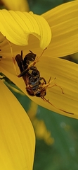 Agathilla bradleyi