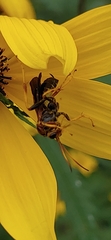 Agathilla bradleyi