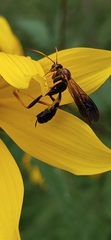 Agathilla bradleyi